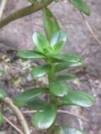 Image of Echeveria bicolor (Kunth) Walther