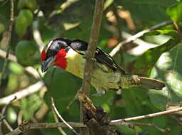 Image of Black-spotted Barbet