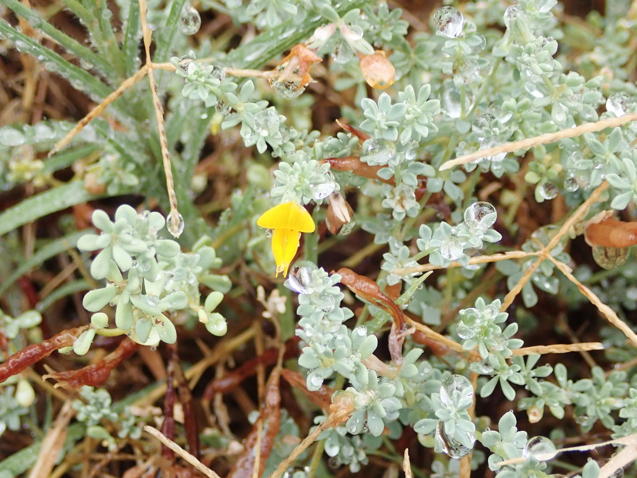 Image of Lotus glaucus Sol.