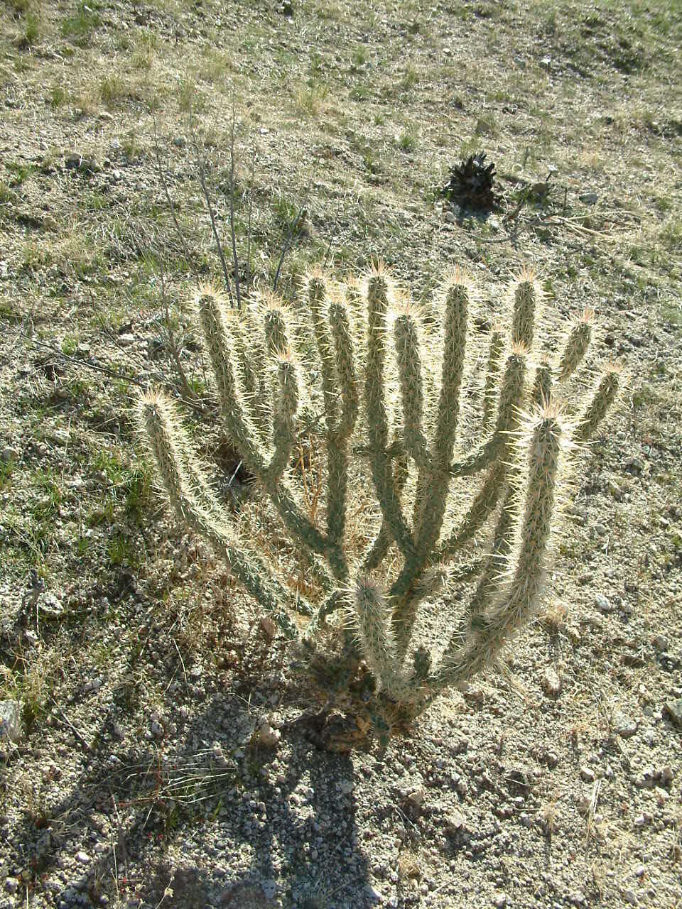 Image of Wiggins' cholla