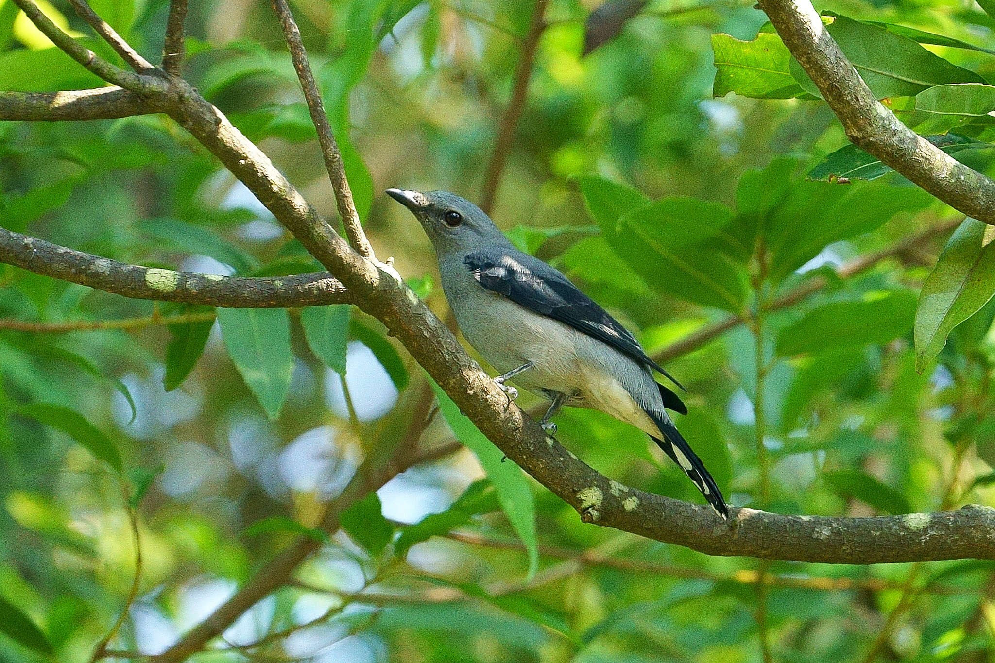 Image of Black-winged Cuckooshrike