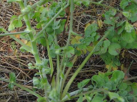 Image of Pimpinella villosa Schousboe