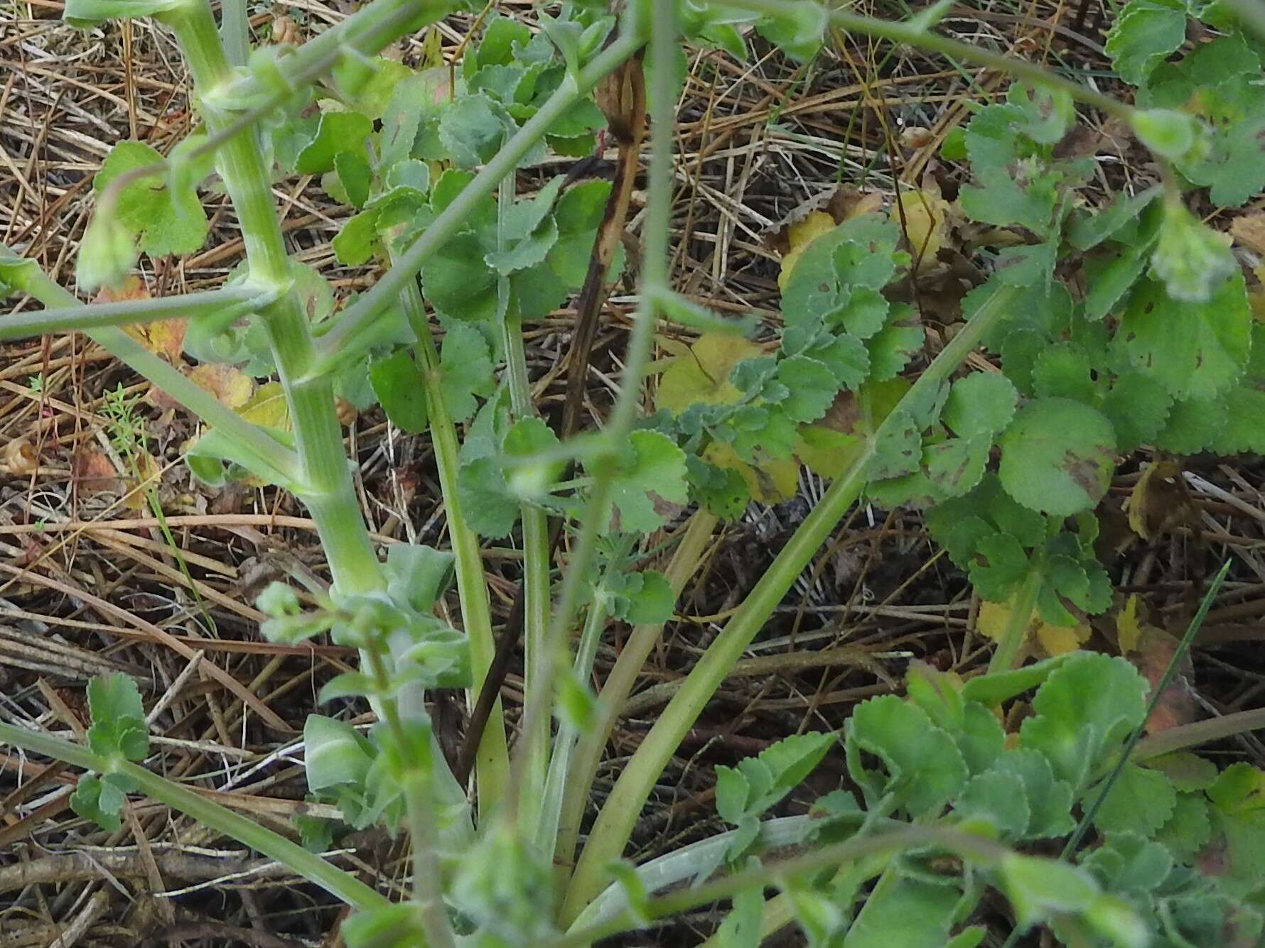 Imagem de Pimpinella villosa Schousboe