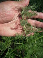 Image of Roman wormwood