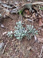 Image of shale barren ragwort