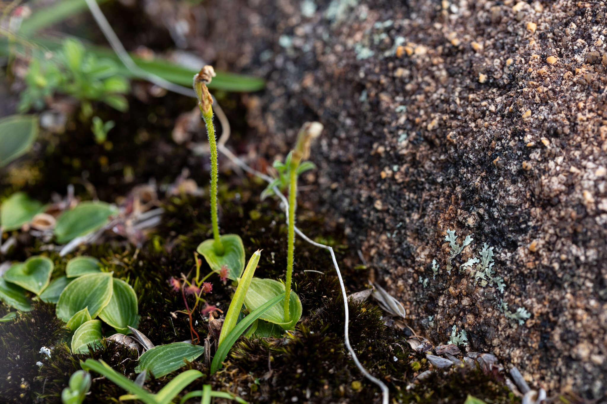 Image of Eriochilus scaber subsp. scaber