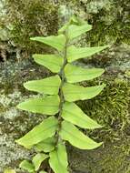 Image of Asian netvein hollyfern