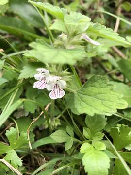 Matsumurella tuberifera (Makino) Makino的圖片