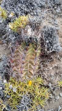 Image of Austrocactus Britton & Rose