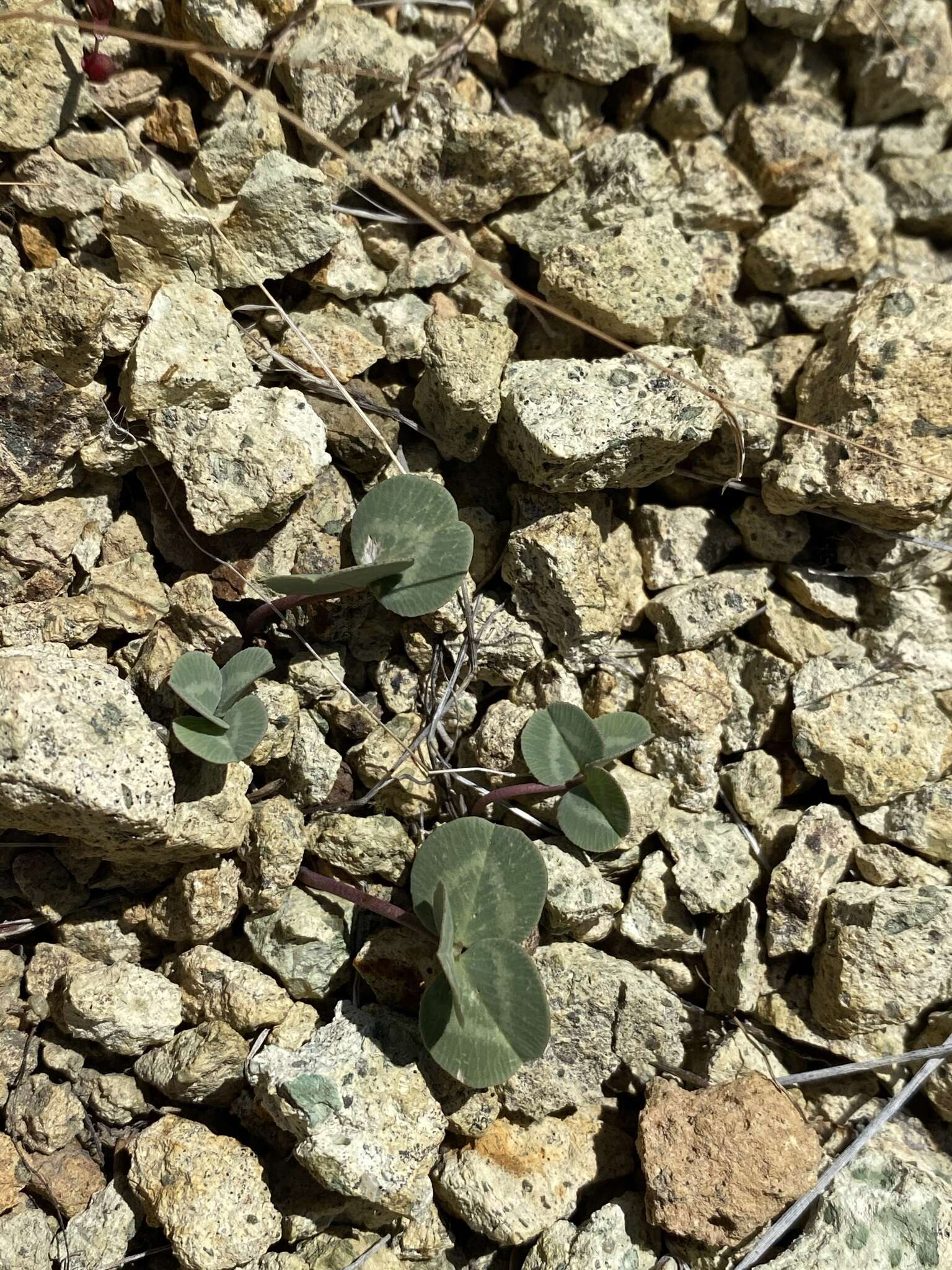 Image of Owyhee clover