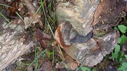 Image of Phellinus badius (Cooke) G. Cunn. 1965