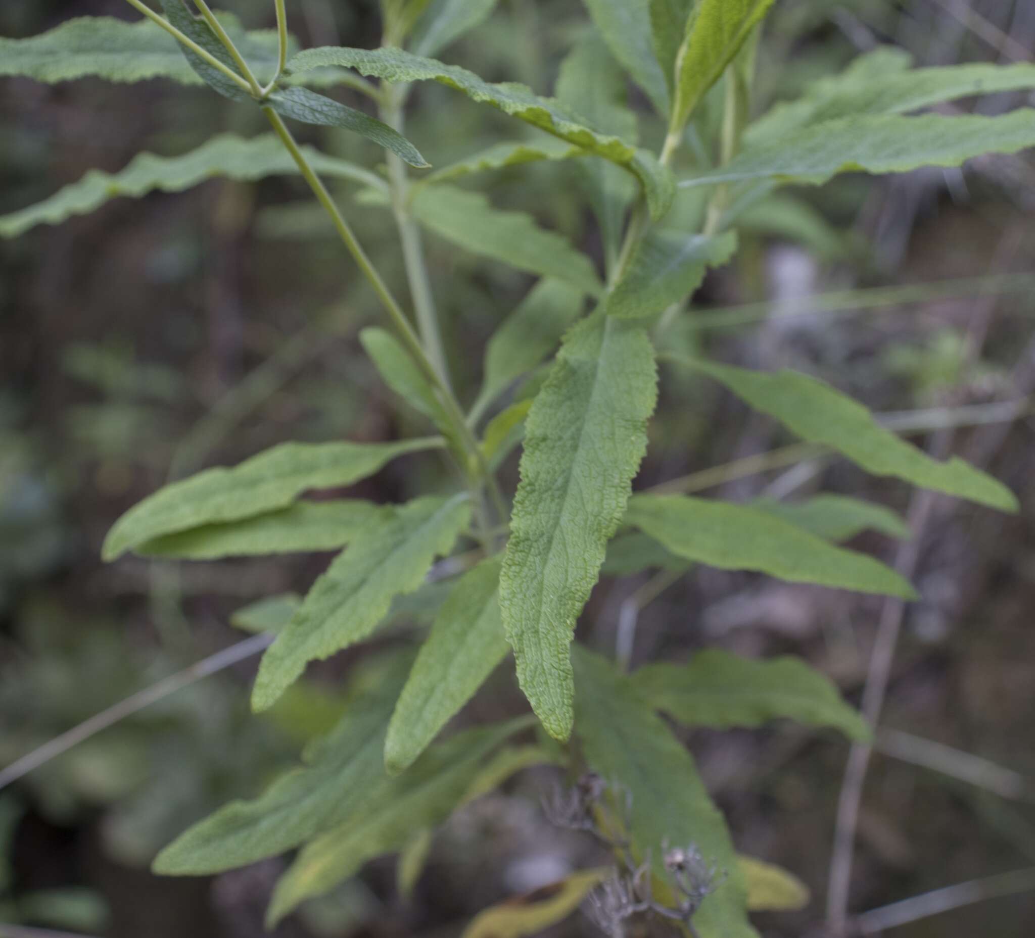 Image of Calceolaria angustifolia (Lindl.) Sweet