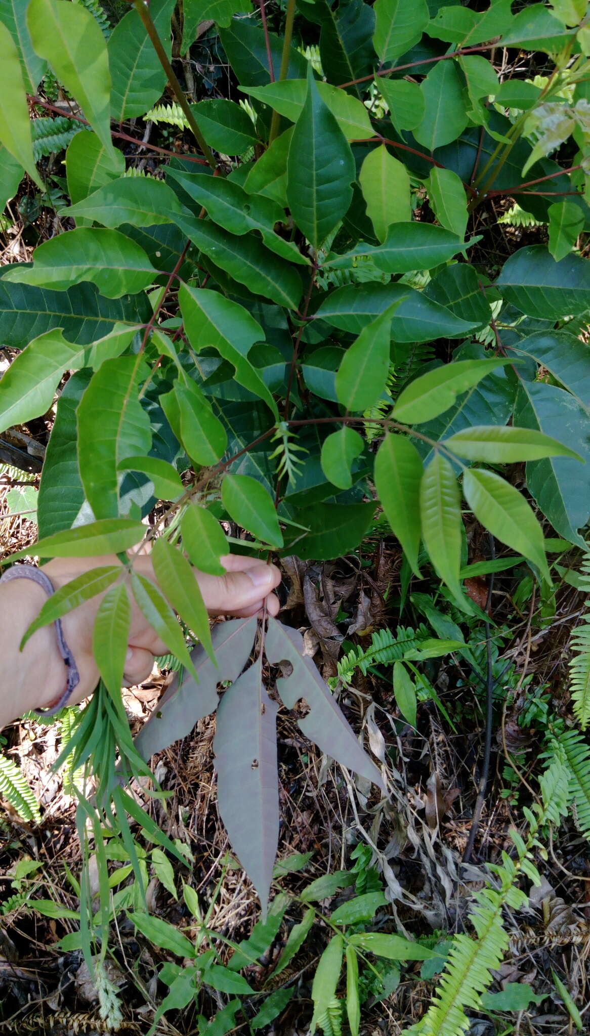 Image of Tetradium glabrifolium (Champ. ex Benth.) T. G. Hartley