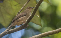 Image of Asian Red-eyed Bulbul