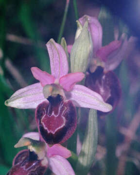 Image of Ophrys flavicans Vis.