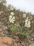 Lupinus malacophyllus Greene resmi