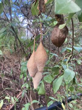 Image of Magnificent Bolas Spider