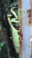 Image of Giant Asian Mantis