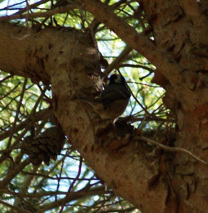 Image of Periparus ater ater (Linnaeus 1758)