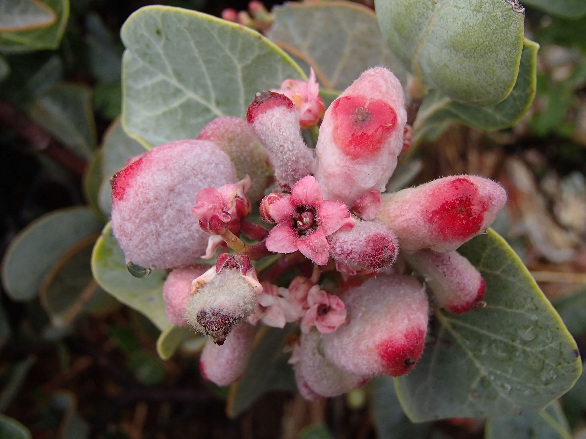 Image of Rhus lentii Kellogg