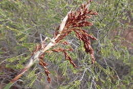 Image of Rhodocoma arida H. P. Linder & Vlok