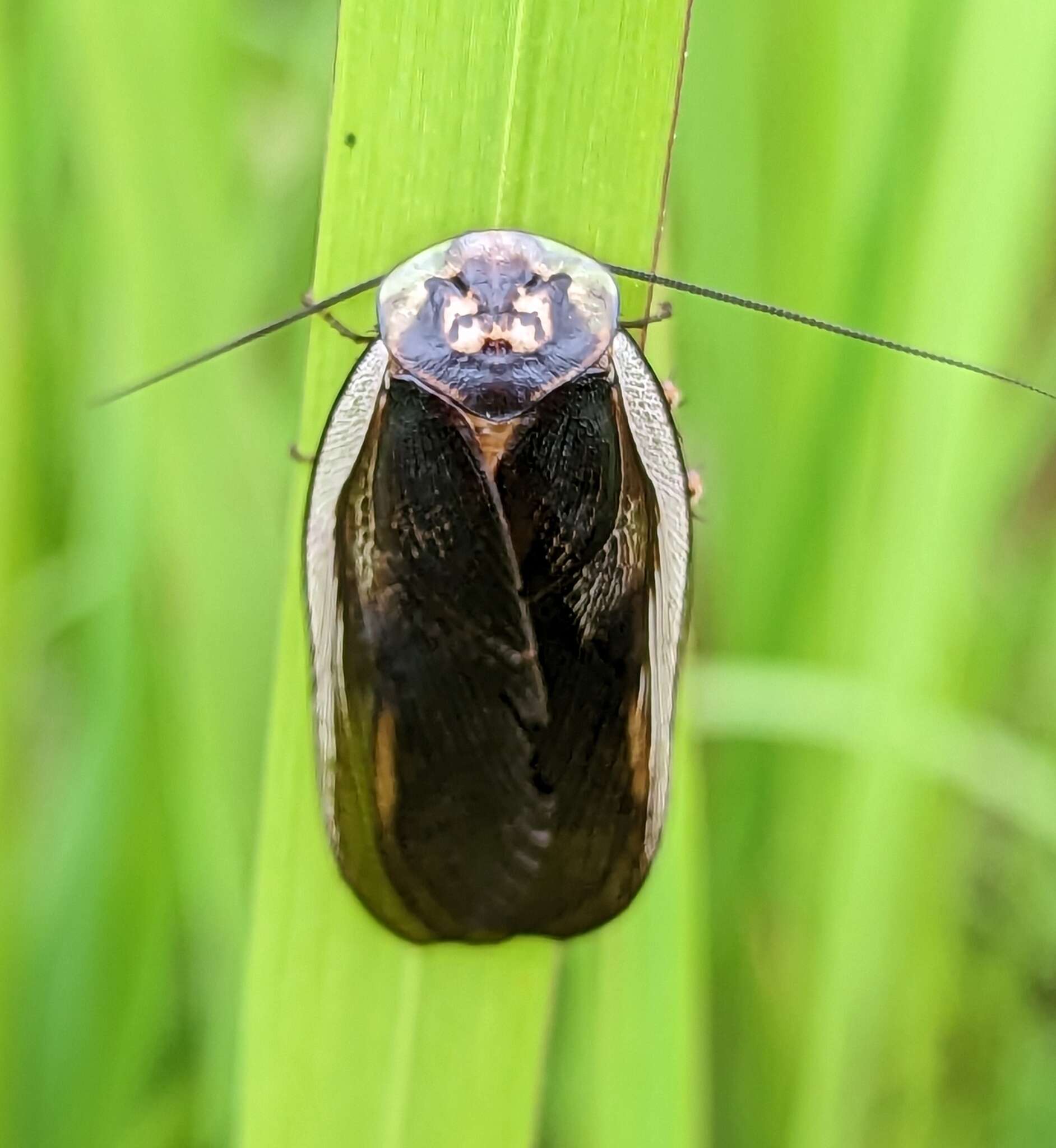 Plancia ëd Gynopeltis cryptospila (Walker & F. 1868)