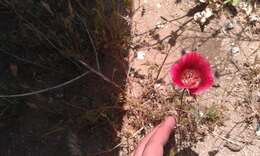 Image of butterfly mariposa lily