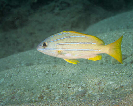 Image of Bluestripe snapper