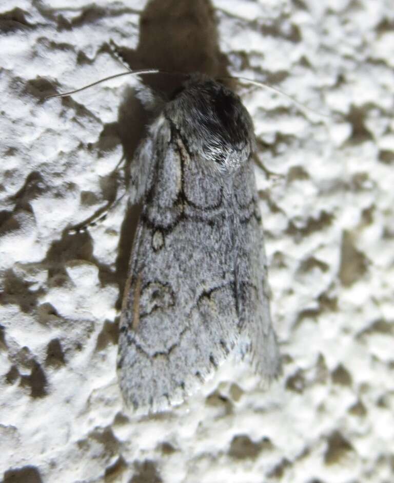 Acronicta tota Grote 1878 resmi