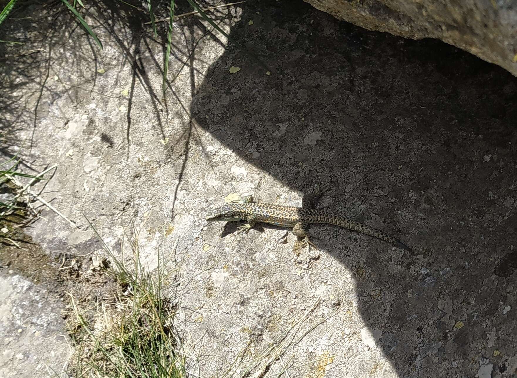 Image of Carpetane rock lizard