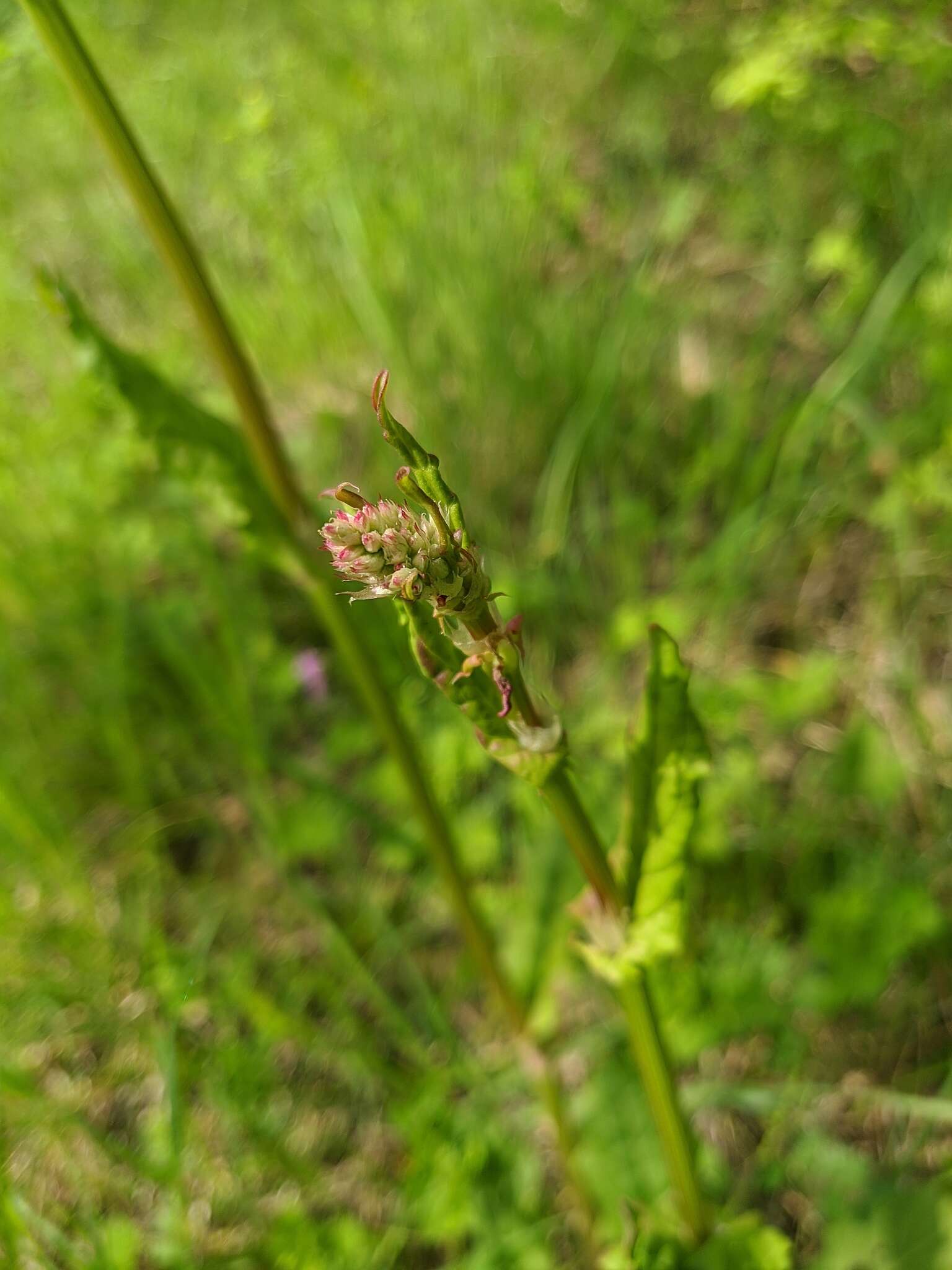 Image of Rumex tuberosus L.