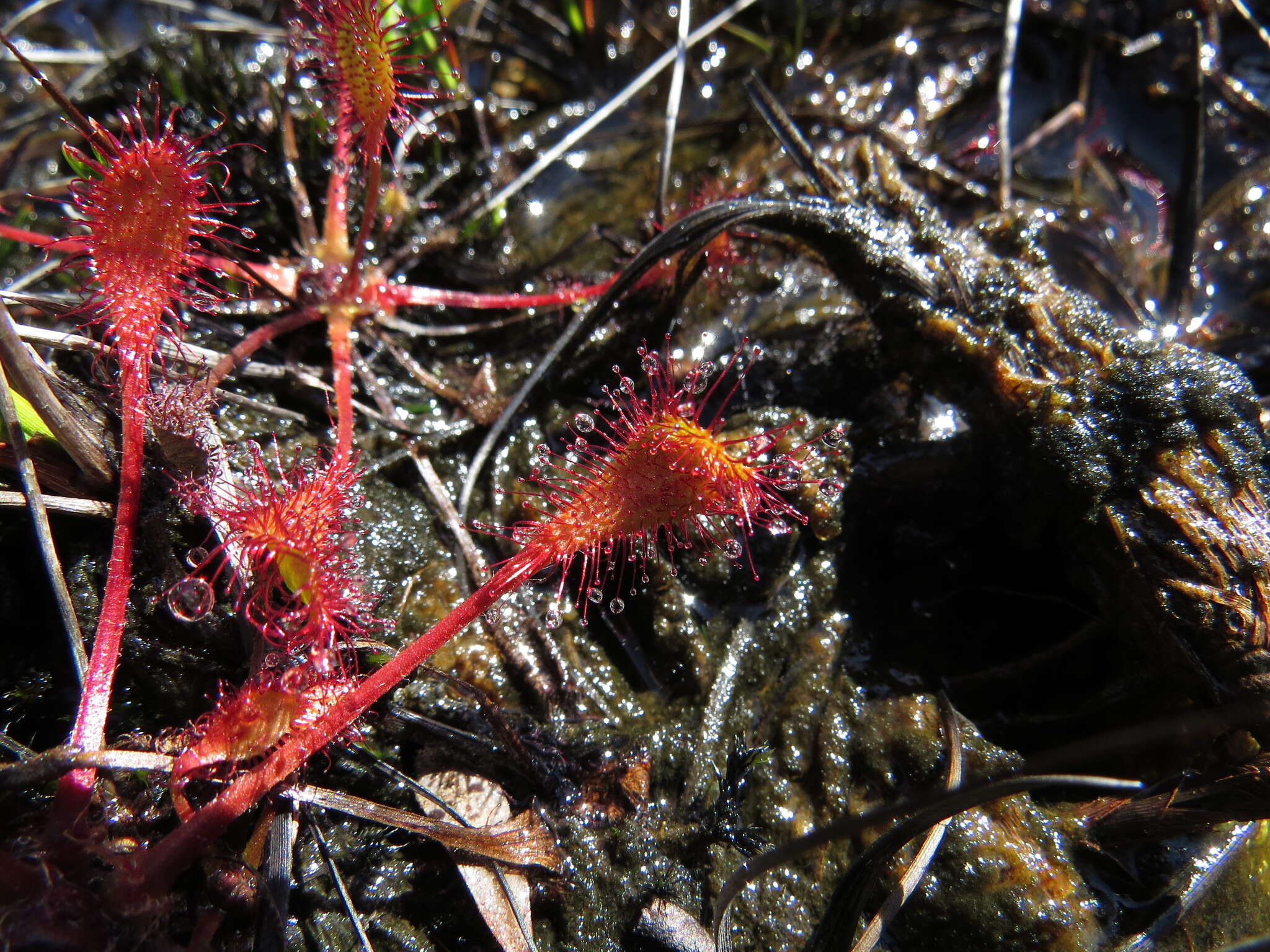 Imagem de Drosera obovata Mert. & Koch