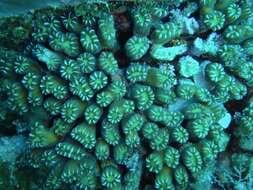 Image of Phaceloid fleshy hard coral