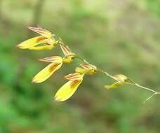 Image of Specklinia grobyi (Bateman ex Lindl.) F. Barros