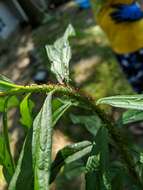 Image of Red Goldenrod Aphid