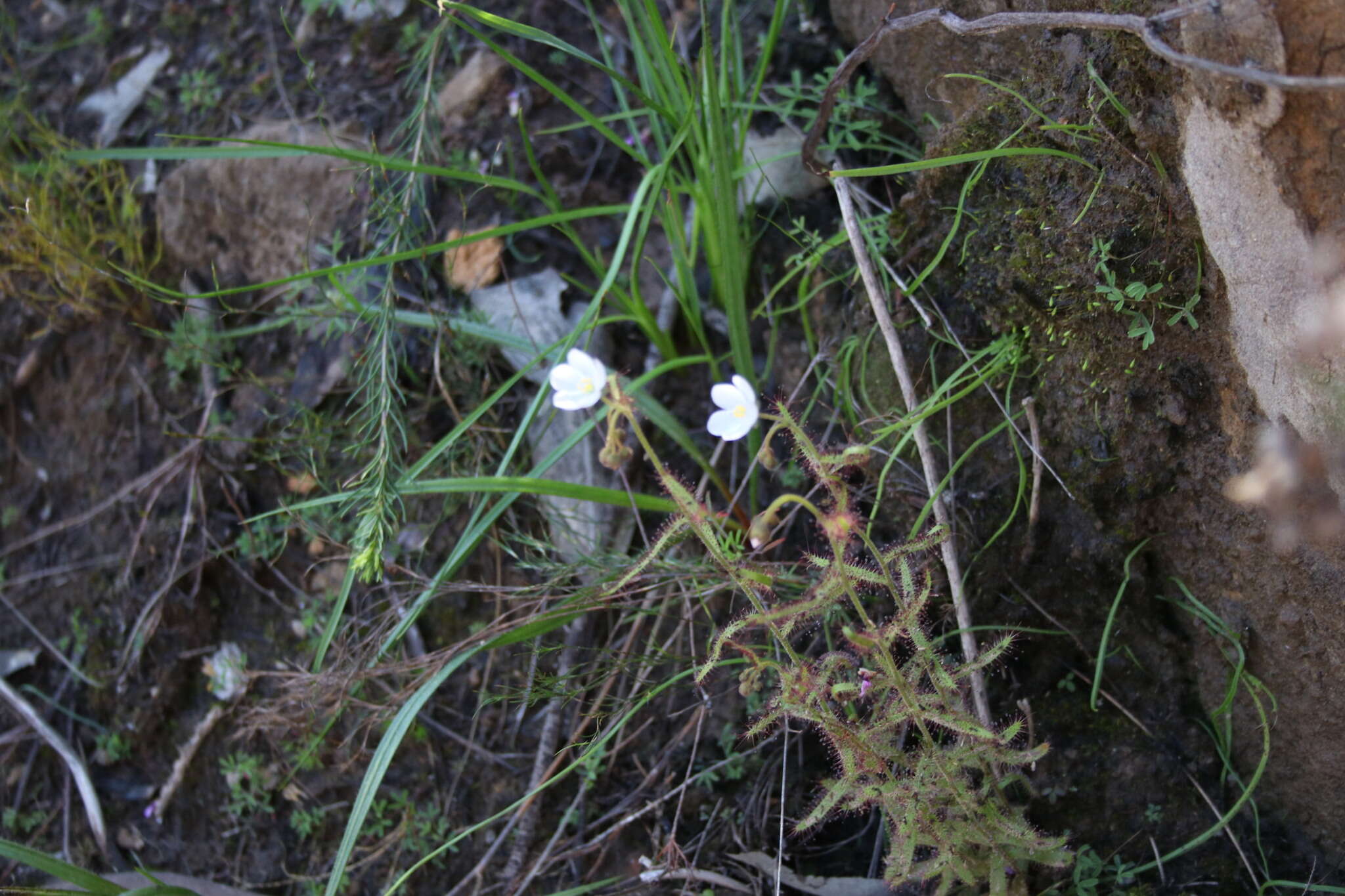 Image de Drosera liniflora Debbert