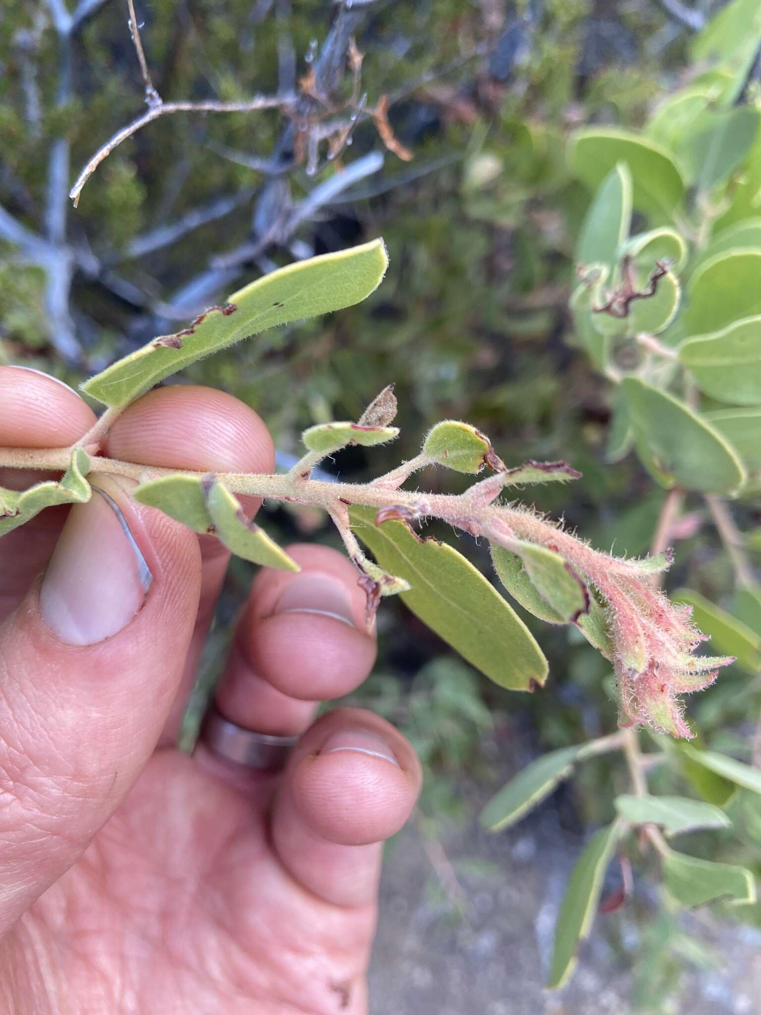 Слика од Arctostaphylos glandulosa subsp. zacaensis (Eastw.) P. V. Wells