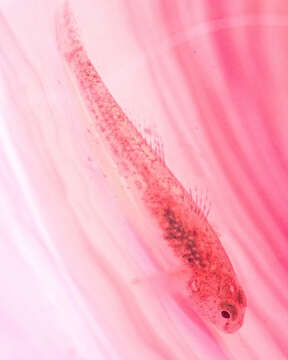 Image of Common Goby