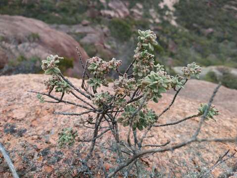 Image of Zieria littoralis J. A. Armstr.