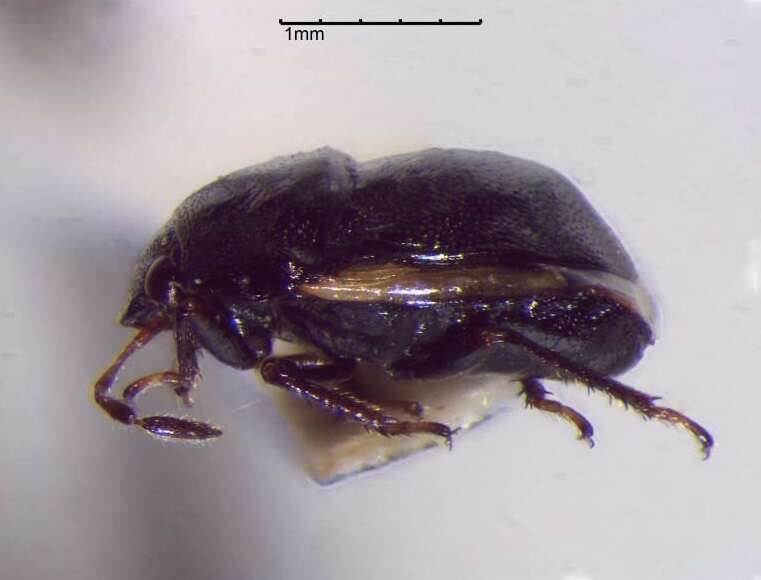 Image of Corimelaena (Corimelaena) pulicaria (Germar 1839)