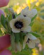 Image of black henbane