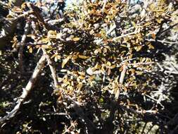 صورة Coprosma dumosa (Cheeseman) G. T. Jane