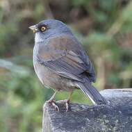 Image of Junco phaeonotus alticola Salvin 1863