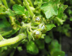 Solanum physalifolium var. nitidibaccatum (Bitter) J. M. Edmonds的圖片