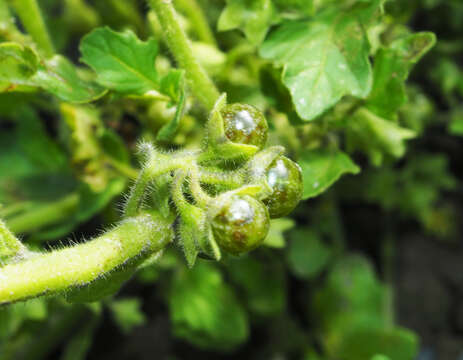 Image of Green Nightshade