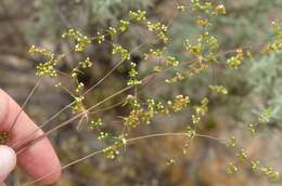 Image of Adenogramma rigida (Bartl.) Sond.