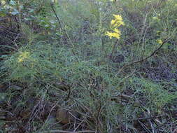 Image of Sonchus leptocephalus Cass.