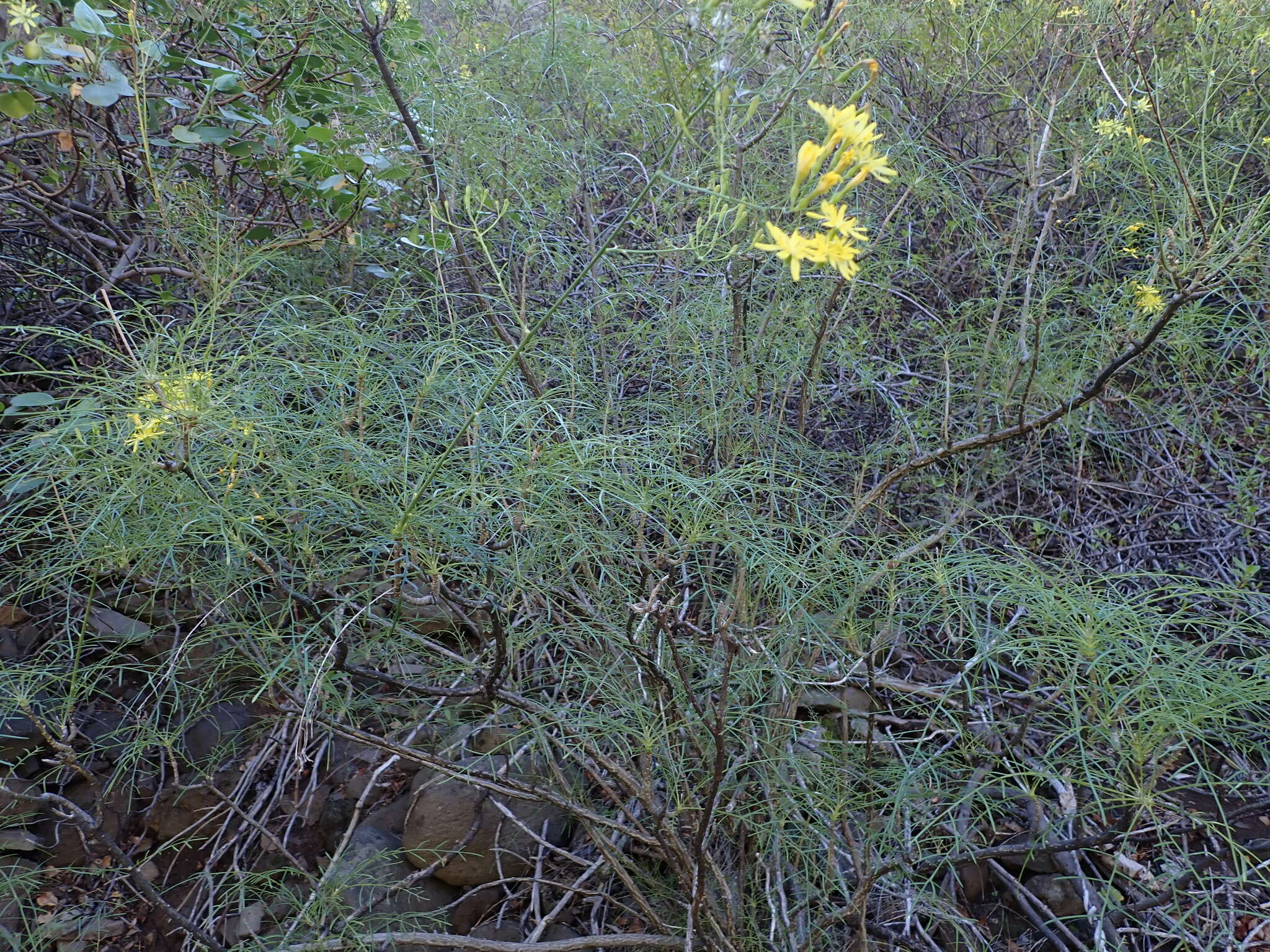 Image de Sonchus leptocephalus Cass.