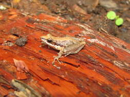 Image of Javelin Frog