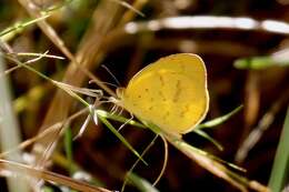 Слика од <i>Eurema <i>brigitta</i></i> brigitta